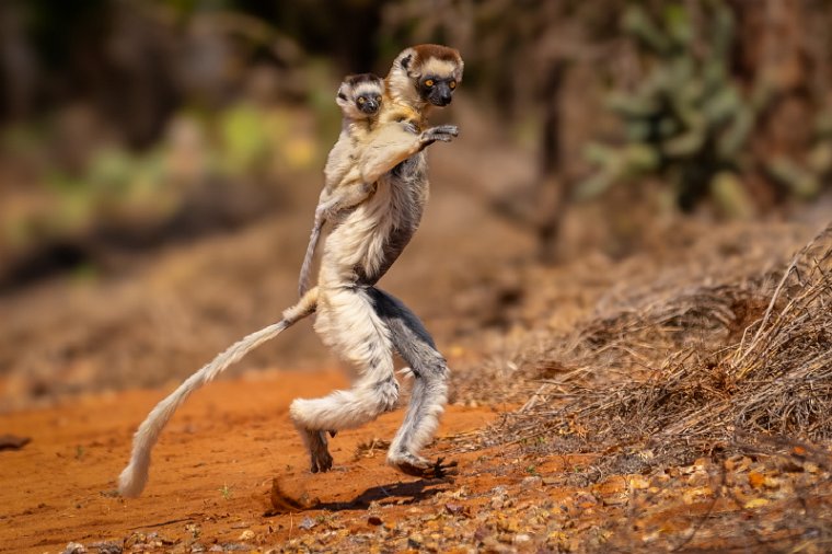 027 Berenty, verreauxsifaka.jpg